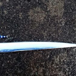 ◯極寒&極上タチウオ