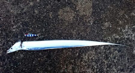 ◯極寒&極上タチウオ