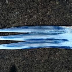 ◯湾奥タチウオ３匹