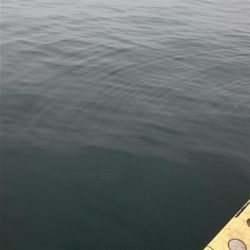 ⚫渋い中タチウオ３匹