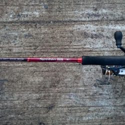 ◯タチウオ調査