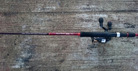 ◯タチウオ調査