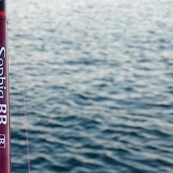 ⚫かもめ大橋タチウオ調査