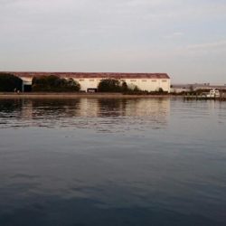 湾奥タチウオ3匹