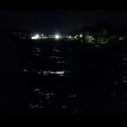 ◯湾奥タチウオ２匹