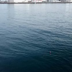 ◯二日ぶりにタチウオ