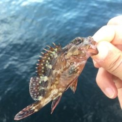 アジングのつもりが