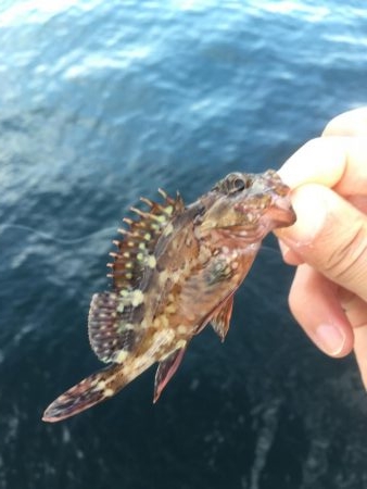 アジングのつもりが