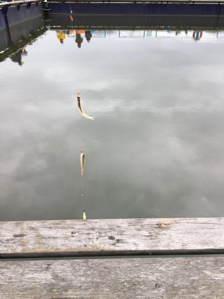 今シーズン初のワカサギ釣行