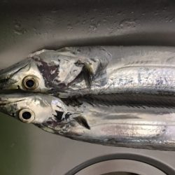 大阪湾奥　渋いがまだまだ