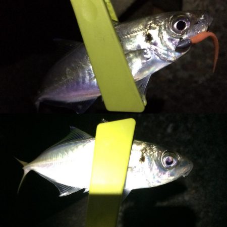 今日もメバリング