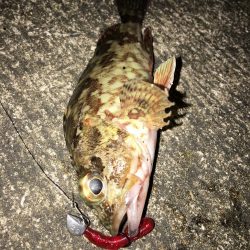 奴らは意外と足元に…