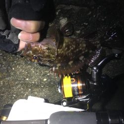 タチウオ不発、ガシラのみ