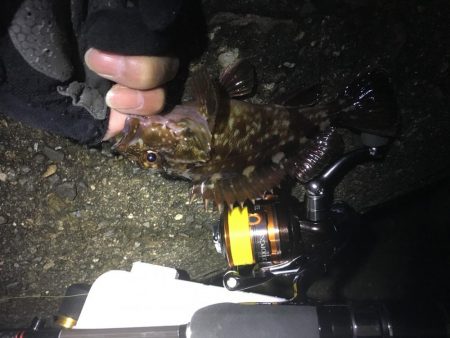 タチウオ不発、ガシラのみ