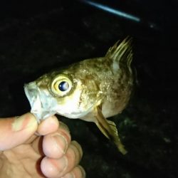 伊根でアジング