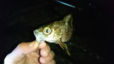 伊根でアジング