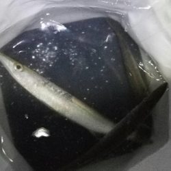 石津浜 アオリイカの釣果 吉田港ではいぜんアジやカマスが釣れます