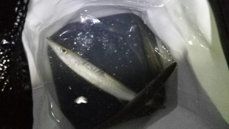石津浜 アオリイカの釣果 吉田港ではいぜんアジやカマスが釣れます