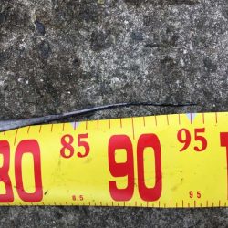 西宮ケーソンでドラゴン…に一歩及ばず(^^;