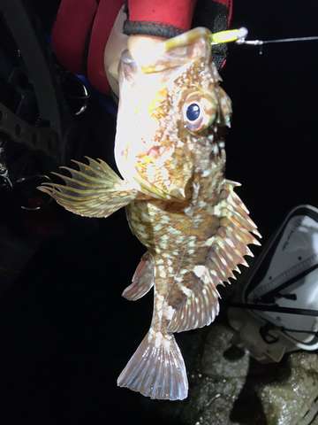 なんとかつ抜け