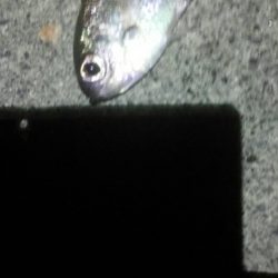 サゴシに助けられました！