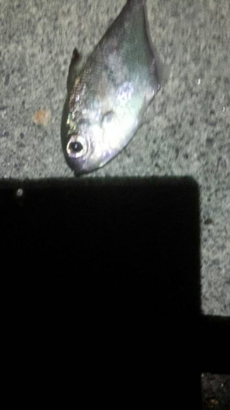 サゴシに助けられました！