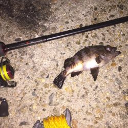 メバルgetだぜ！