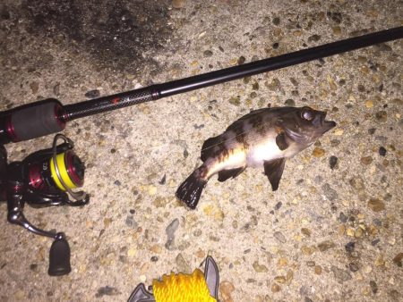 メバルgetだぜ！