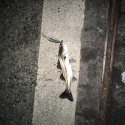 来年もまた！！！