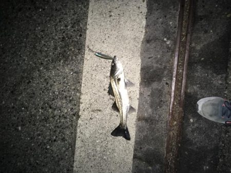 来年もまた！！！