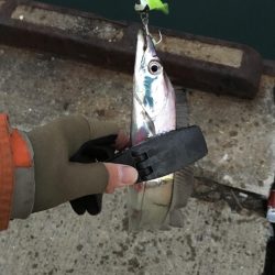 湾奥タチウオ。深ダナが決め手!