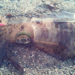 大潮　満月に誘われて