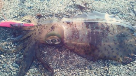 大潮　満月に誘われて