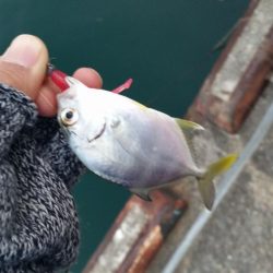 メバリングのはずが、メッキング