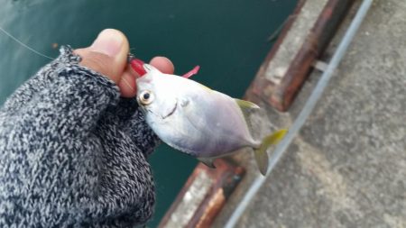 メバリングのはずが、メッキング