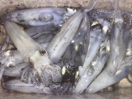 ぽつぽつヒイカ2