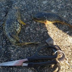 まだ居ました。