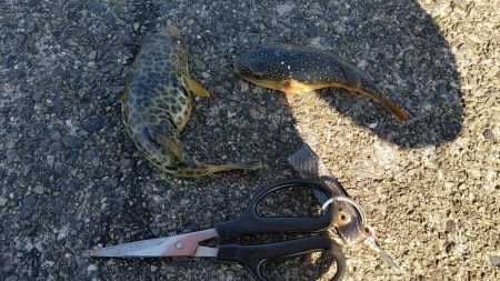 まだ居ました。