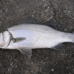 ショアジギングで珍しくヒラスズキが連発