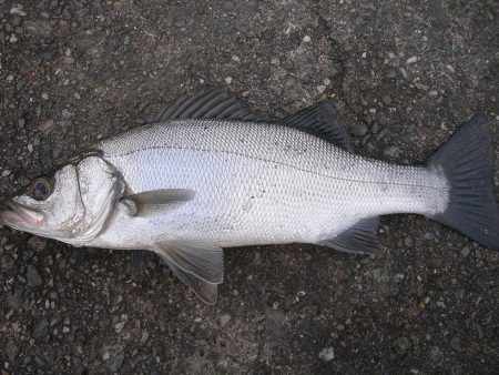 ショアジギングで珍しくヒラスズキが連発
