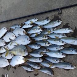 爆風アジングとライトショアジキ