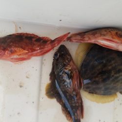 カワハギ釣り　～少し投げるのが吉～