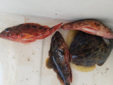 カワハギ釣り　～少し投げるのが吉～