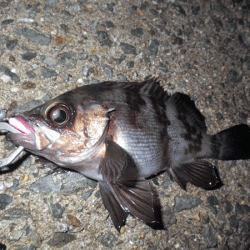 姫路メバル(2017-7)