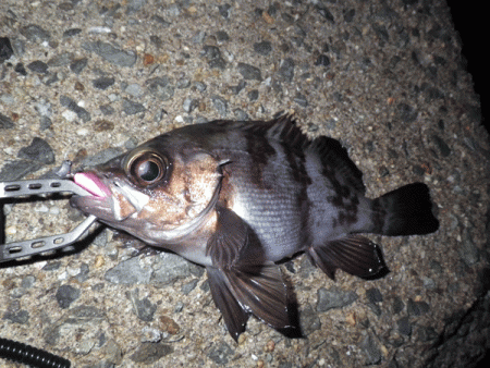 姫路メバル(2017-7)