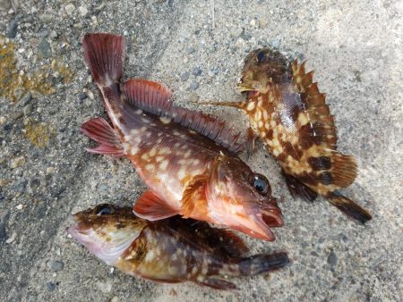 穴釣り　～初めてサバの切り身を使う～