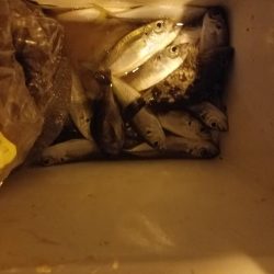 サビキ釣り ~初めてクエを釣る~