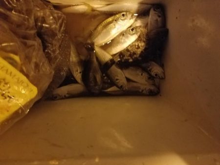 サビキ釣り ~初めてクエを釣る~