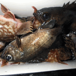 姫路メバル(2017-9)