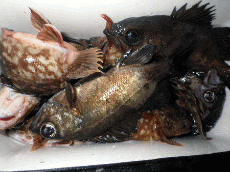 姫路メバル(2017-9)